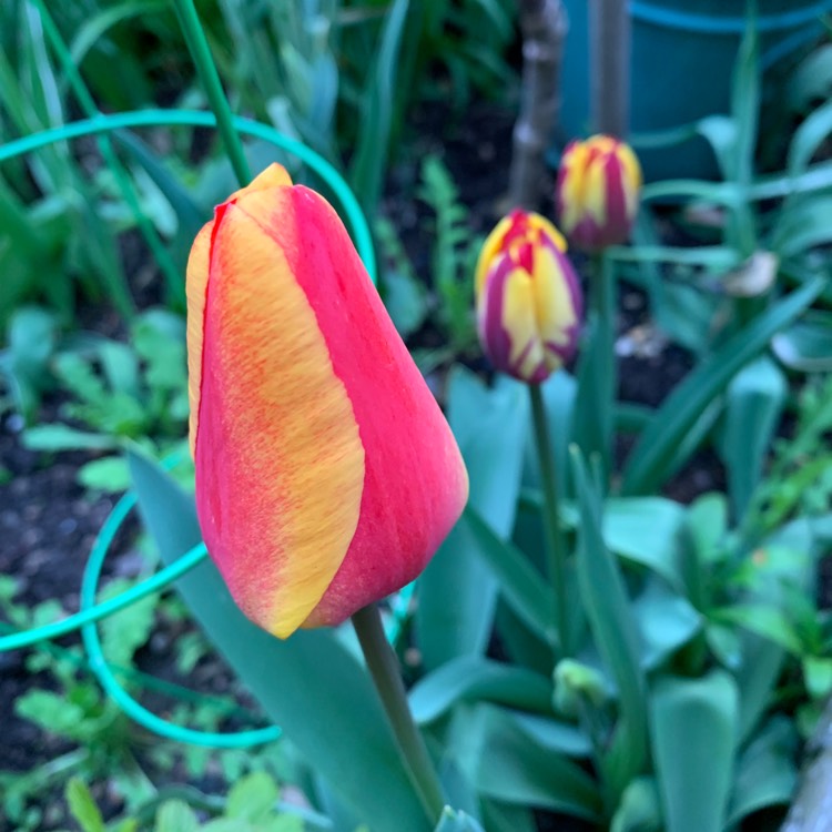 Plant image Tulipa 'Apeldoorn'