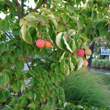 Cornus kousa 'Chinensis'