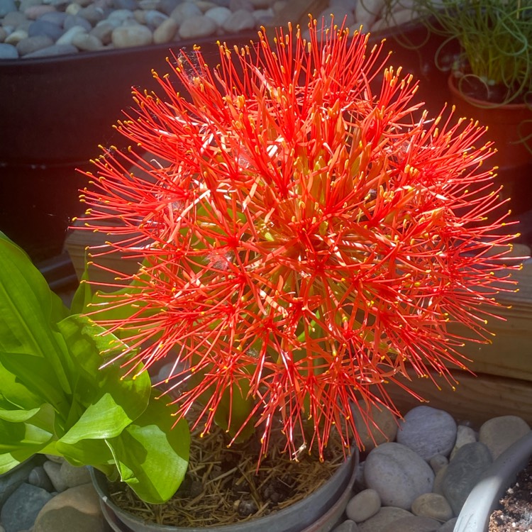 Plant image Scadoxus multiflorus syn. Haemanthus multiflorus