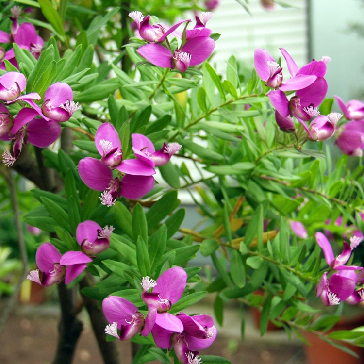 Plant image Polygala myrtifolia