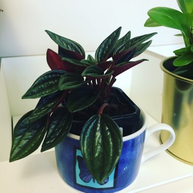 Peperomia caperata 'Rosso'