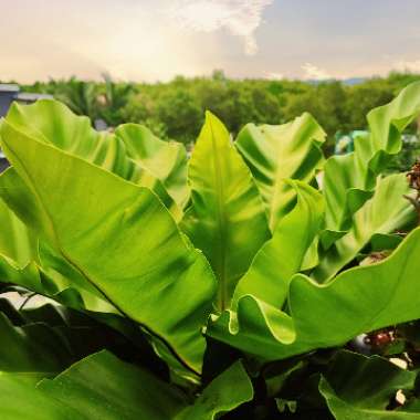 Bird's Nest Fern