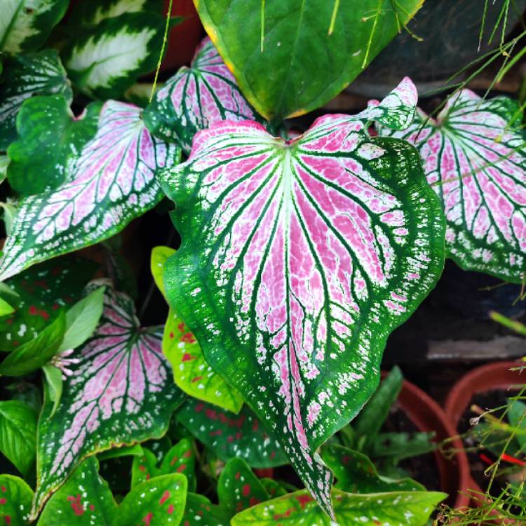 Plant image Caladium 'Thai Beauty'