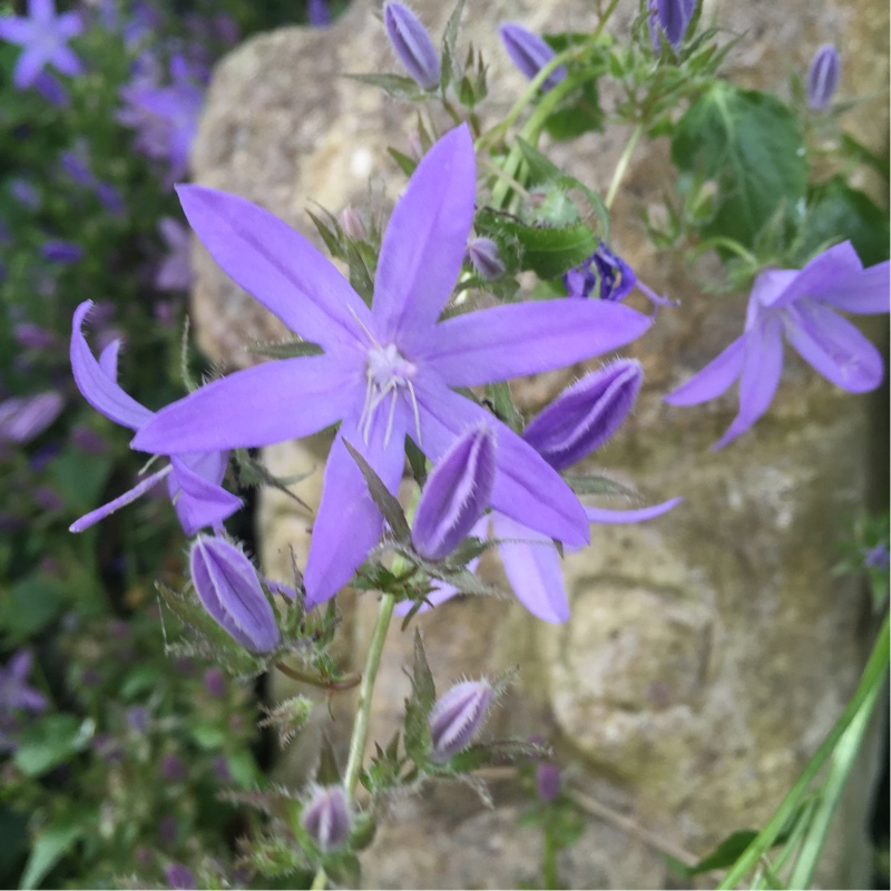 Dalmatian Bellflower 'Miss Melanie'