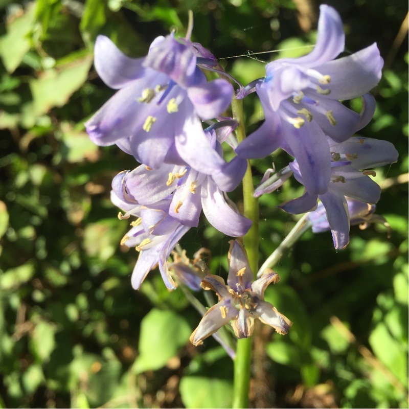 Spanish Bluebell 'Danube'