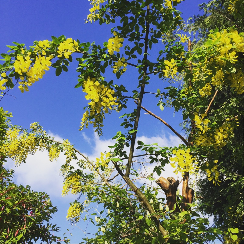 Voss's Laburnum 'Vossii'