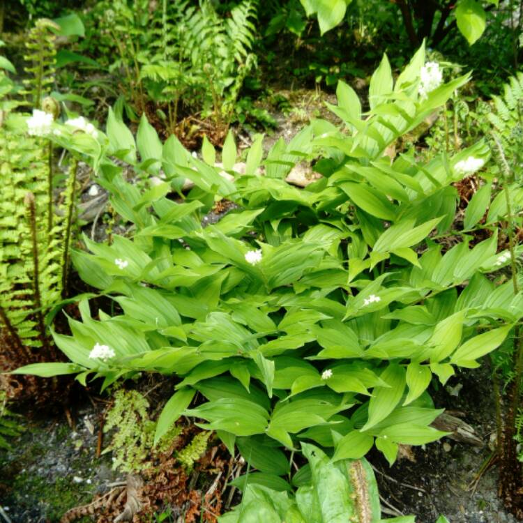 Plant image Maianthemum racemosum