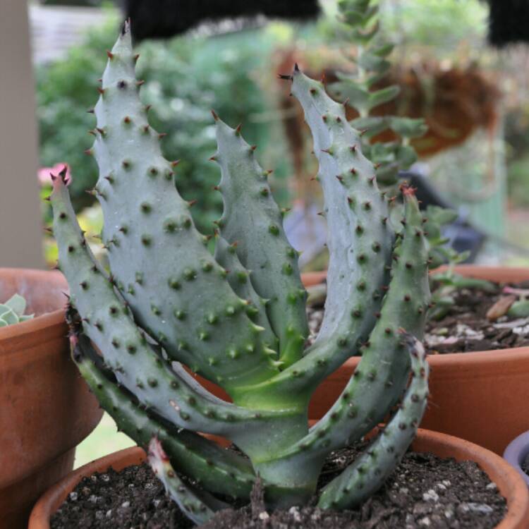 Plant image Aloe marlothii