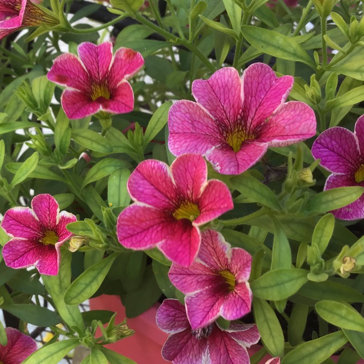 Plant image Calibrachoa 'Superbells®'