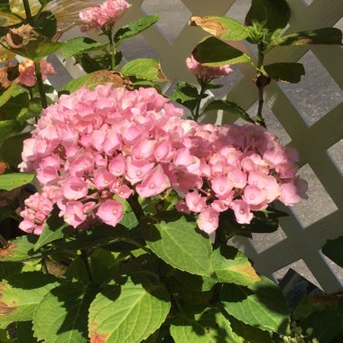 Hydrangea 'Everlasting Revolution'