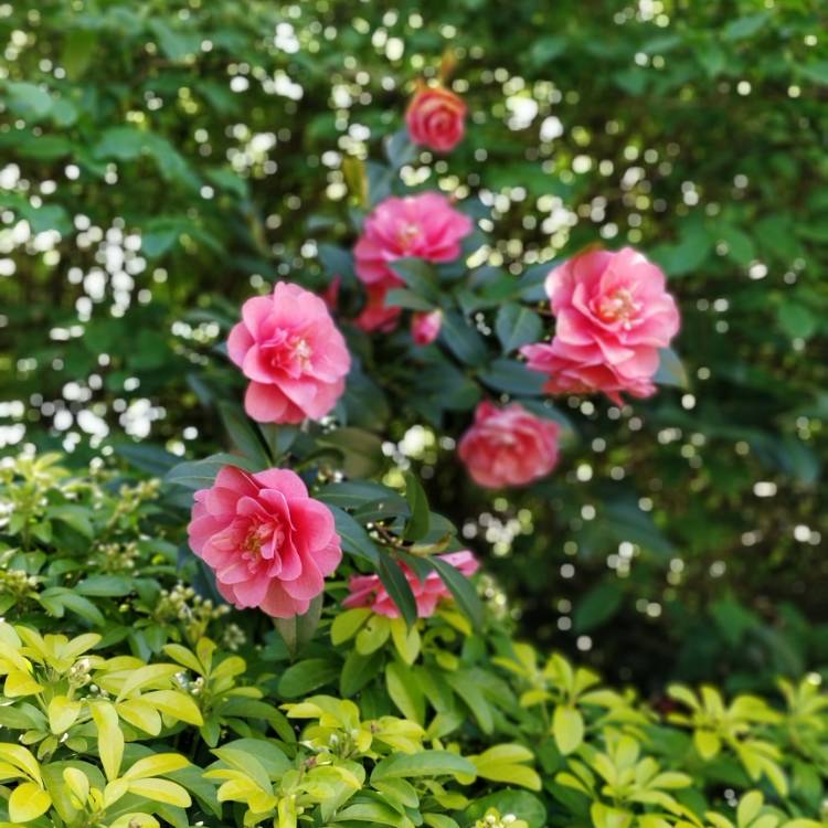 Plant image Camellia japonica 'Pink'