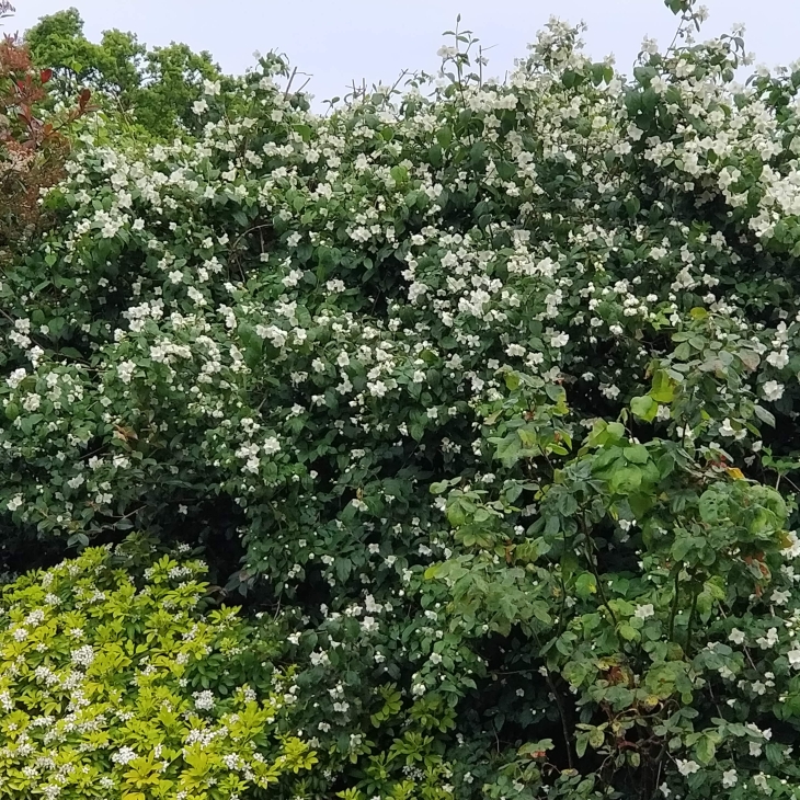 Plant image Philadelphus Coronarius