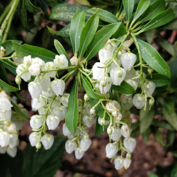 Plant image Pieris japonica 'Purity'