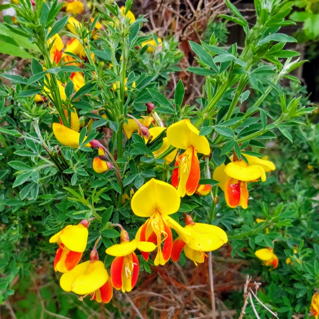 Plant image Cytisus scoparius 'Firefly'