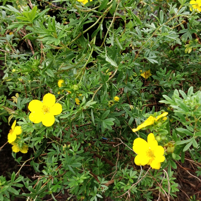 Plant image Potentilla fruticosa