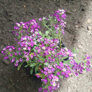 Lobularia maritima  syn. Alyssum maritimum