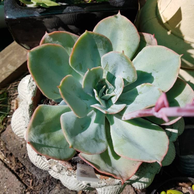 Plant image Echeveria Capri