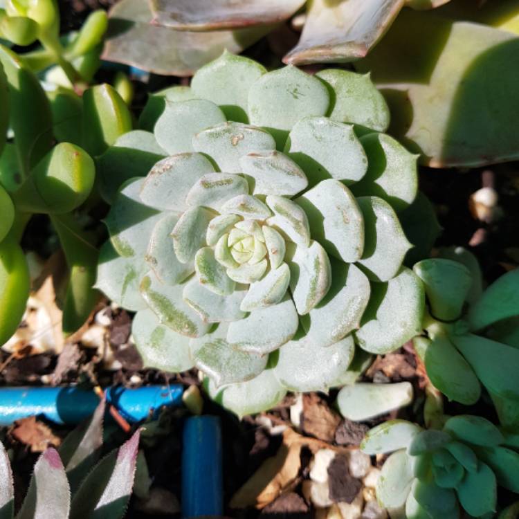 Plant image Echeveria Dondo