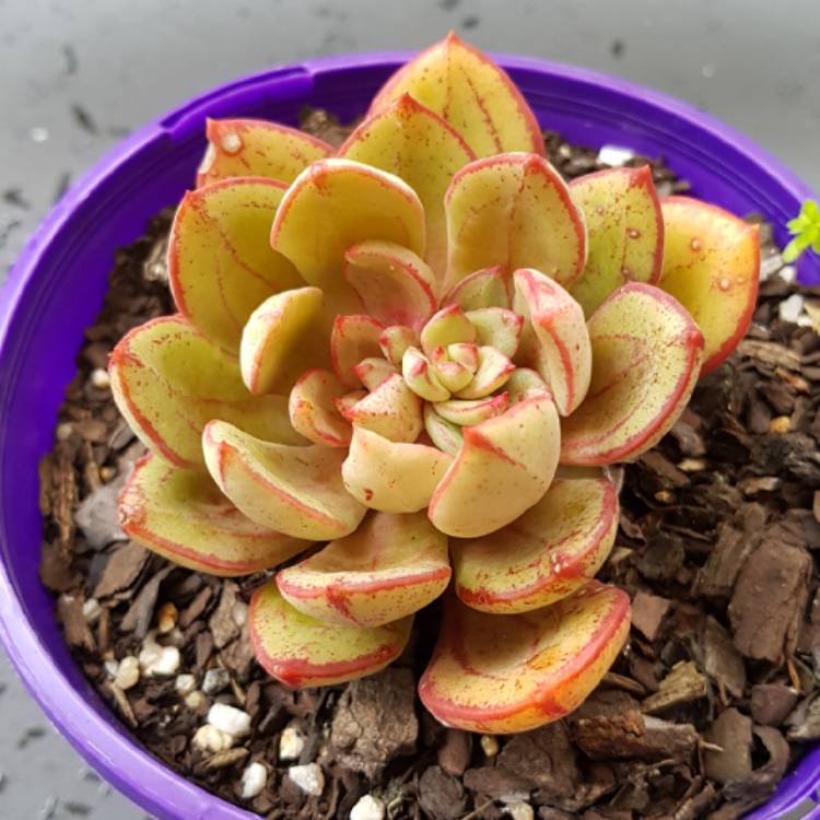 Plant image Echeveria Bella Rouge