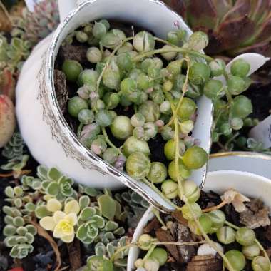 Curio rowleyanus syn. Senecio radicans 'Variegata'