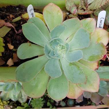 Echeveria 'Powder Blue'