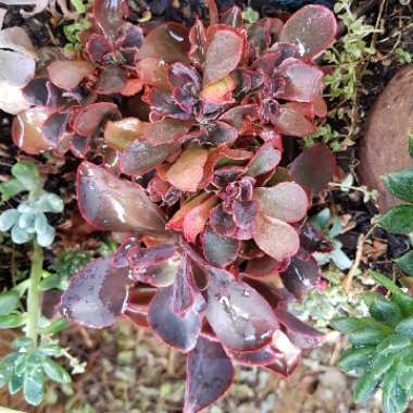 Echeveria 'Pappys Rose Crested Form'