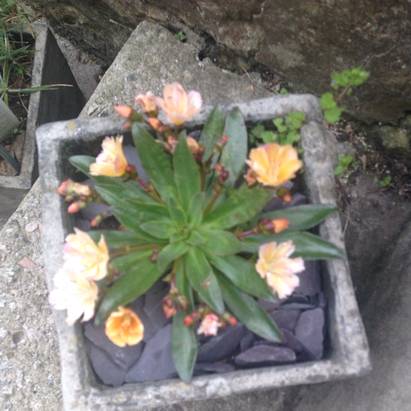 Plant image Lewisia Cotyledon 'Beckneri'