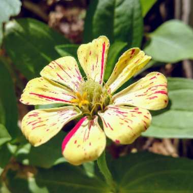 Zinnia elegans