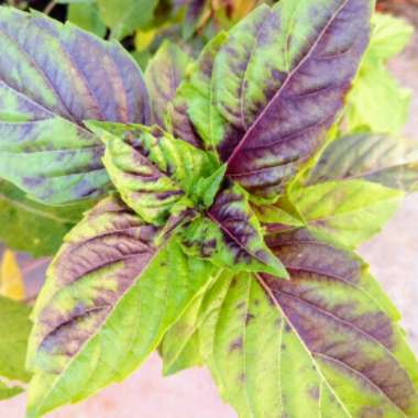 Ocimum basilicum 'Dark Opal' syn. Ocimum basilicum var. purpurascens 'Dark Opal'