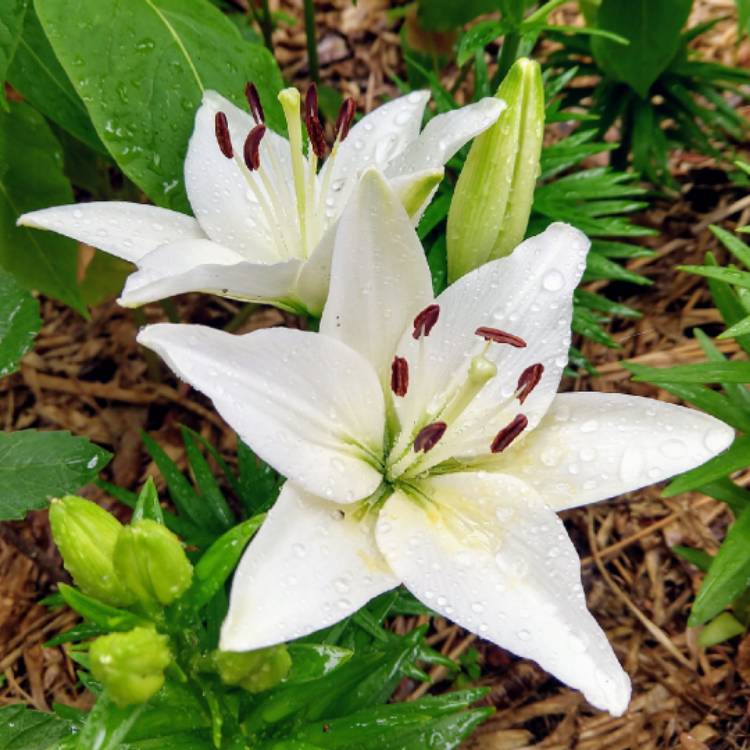 Plant image Lilium 'Navona'