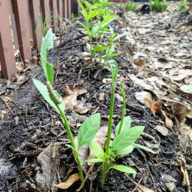 Asclepias