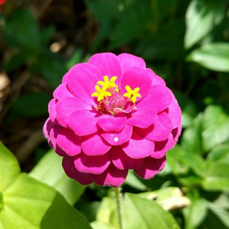 Plant image Zinnia elegans 'Lilliput Purple' (Lilliput Series)