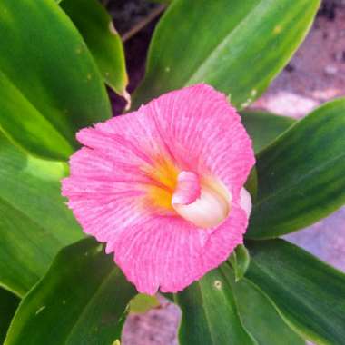 Costus fissiligulatus 'African Princess'