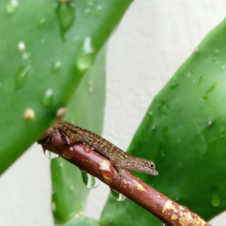 Plant image Opuntia