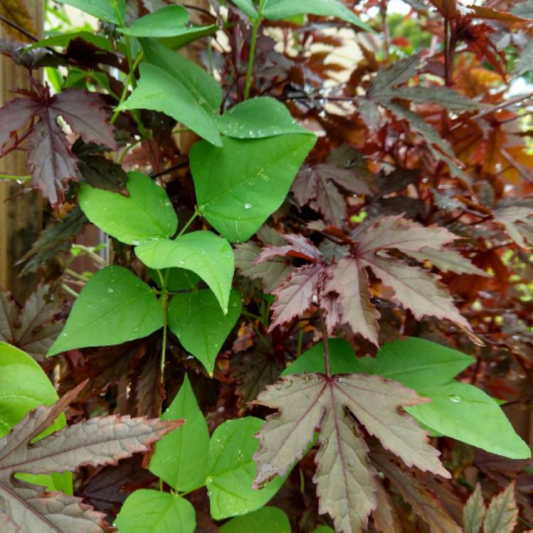 Plant image Psophocarpus tetragonolobus