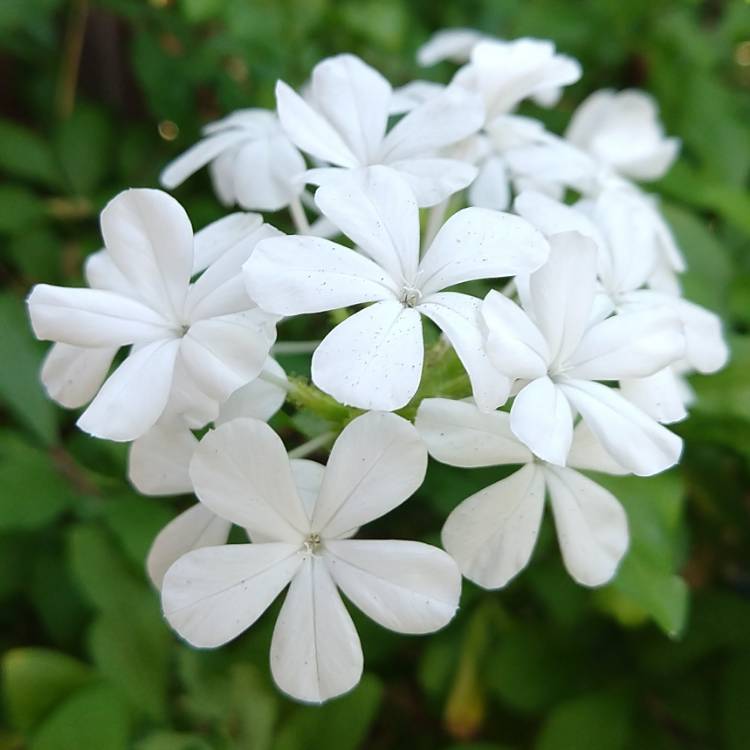 Plumbago auriculata f. alba syn. Plumbago auriculata var. alba ...