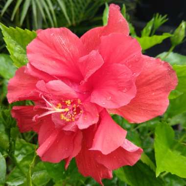 Hibiscus rosa-sinensis 'Red Dragon' syn. H. rosa-sinensis 'Mongon'