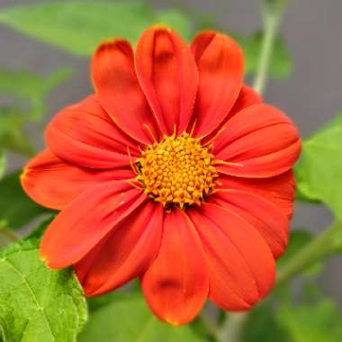 Tithonia 'Torchlight'