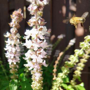 Ocimum 'African Blue' syn. Ocimum basilicum 'African Blue'