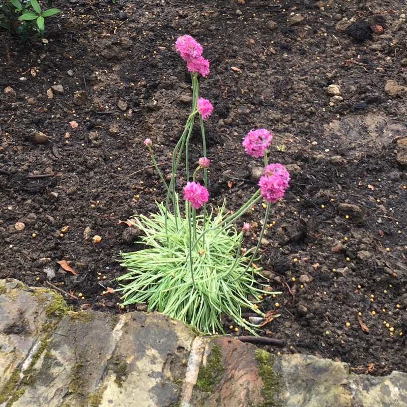 Plant image Armeria maritima 'Nifty Thrifty'