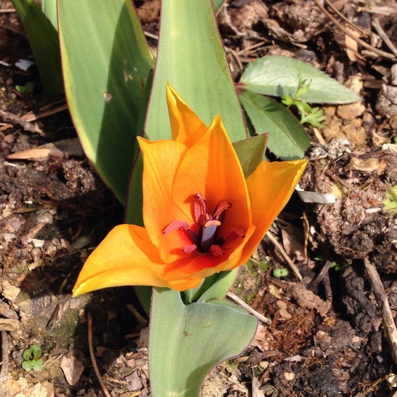 Plant image Tulipa praestans 'Fusilier'