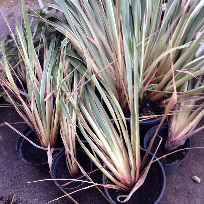 Plant image Phormium tenax Variegata