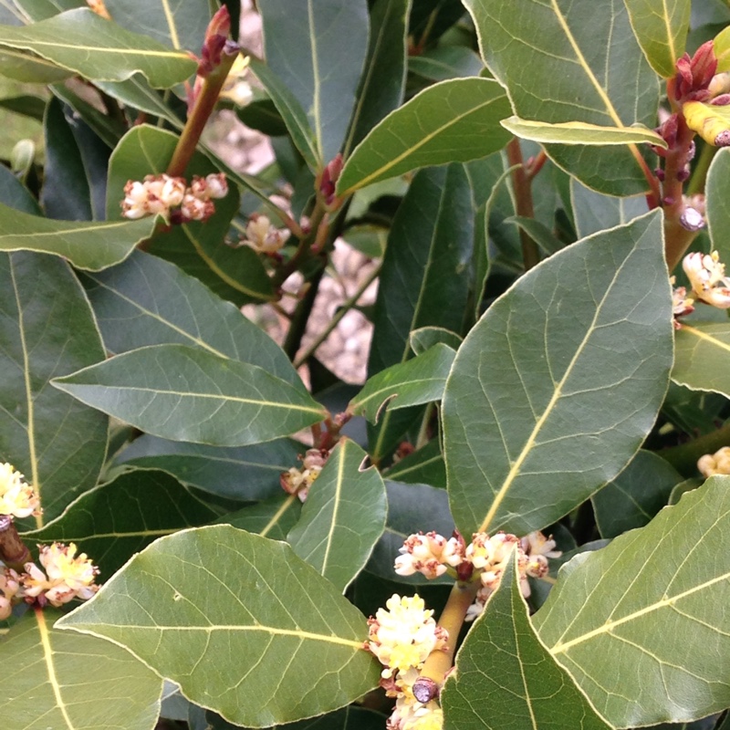 Laurus Nobilis