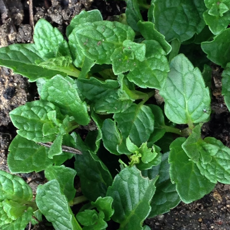 Plant image Mentha spicata var. crispa 'Moroccan'