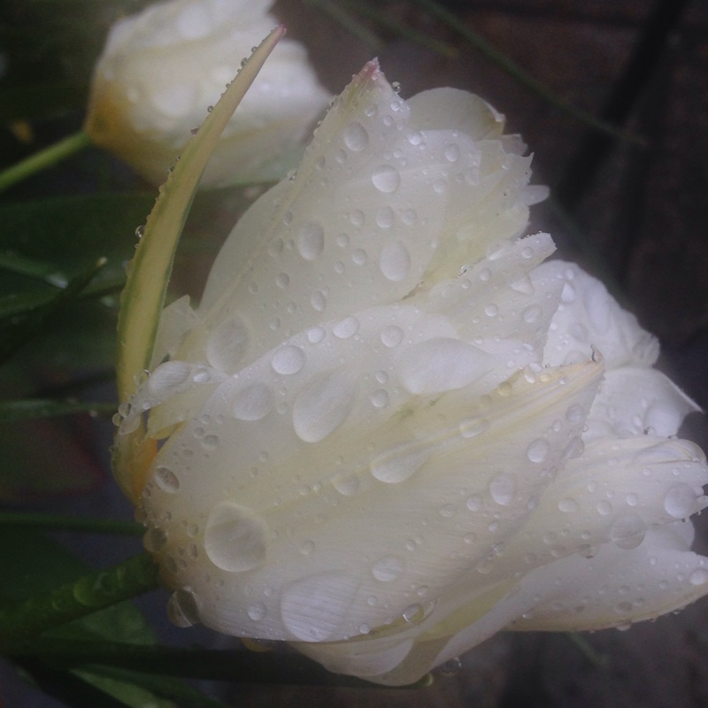 Plant image Tulipa 'Exotic Emperor'