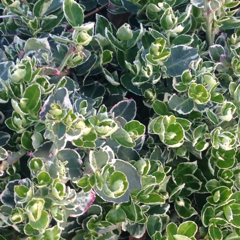 Plant image Euonymus Fortunei 'Emerald Gaiety'