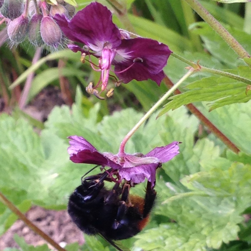 Plant image Geranium phaeum