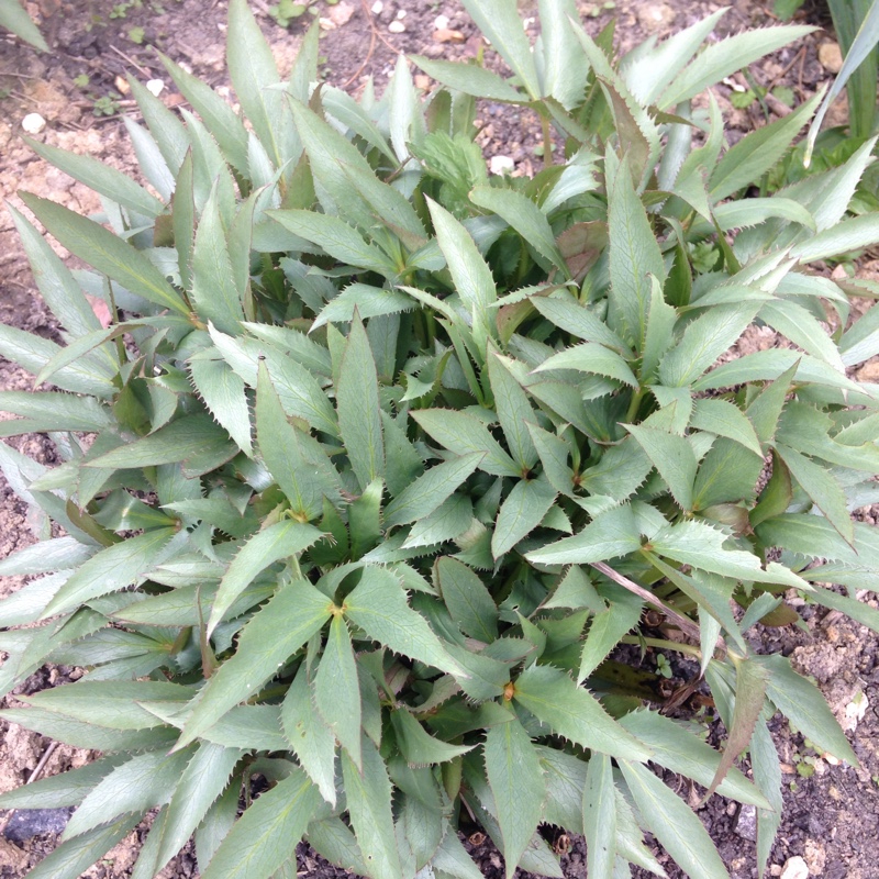 Plant image Helleborus argutifolius