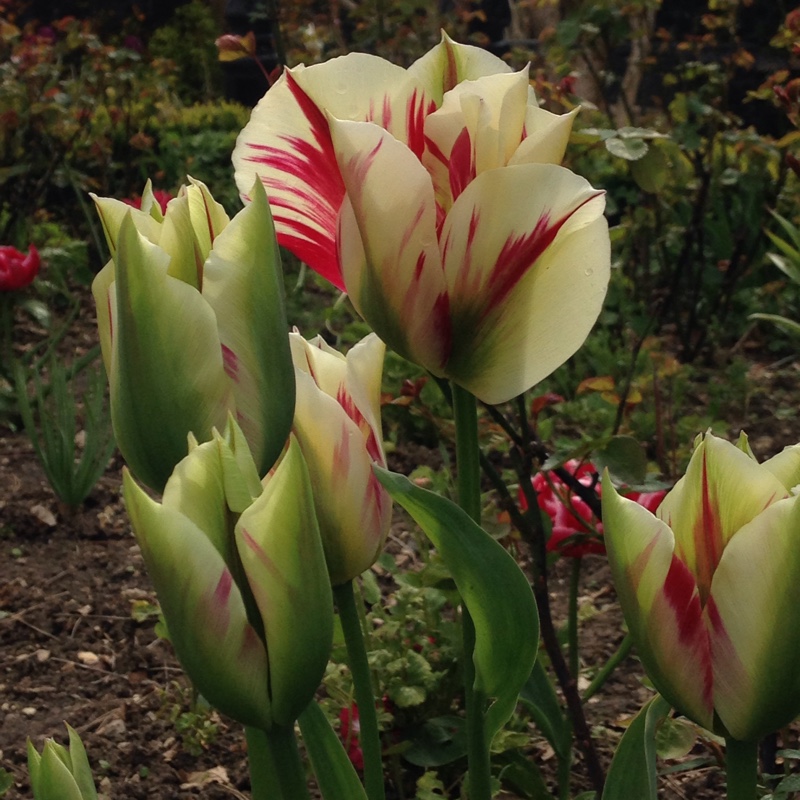 Plant image Tulipa 'Flaming Springgreen'