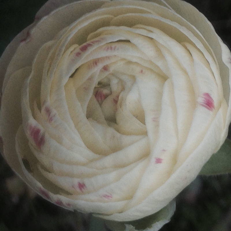 Ranunculus